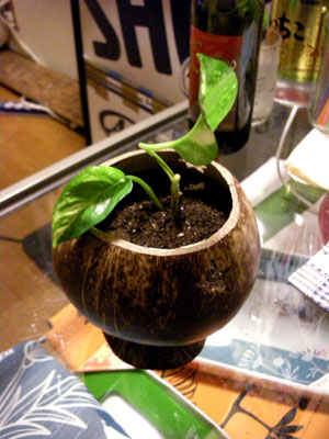 植えてみた