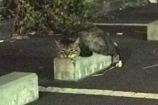 ねこ