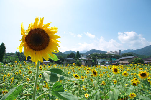 ひまわり