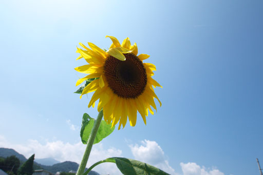 ひまわり