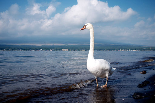 山中湖の白鳥