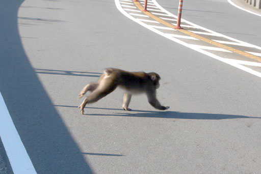 野生の猿が！