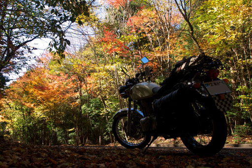 紅葉をバックに