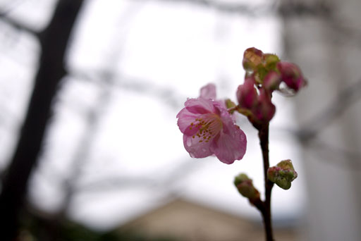 川津桜