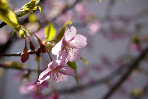 川津桜