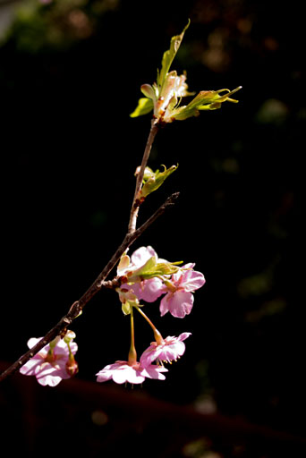 川津桜