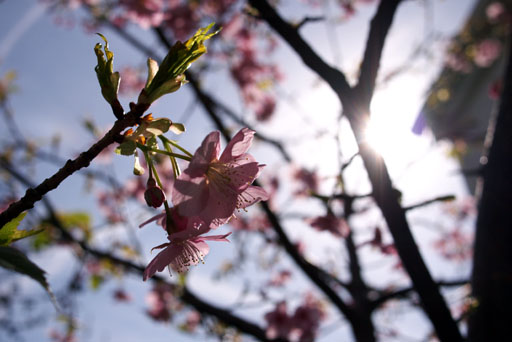 川津桜