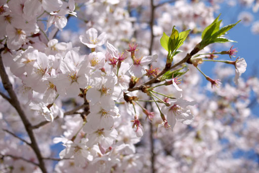 満開の桜