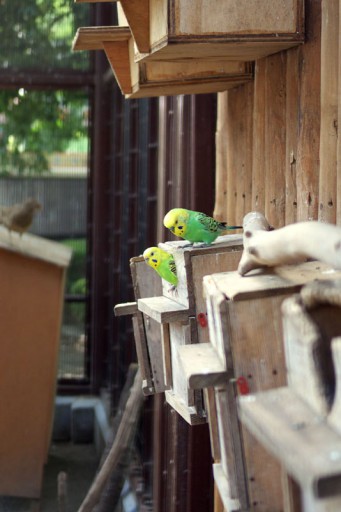 セキセイインコ