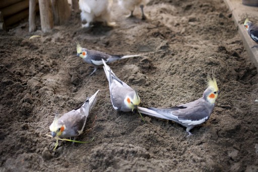 オカメインコ