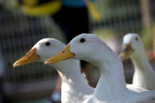 平塚市総合公園ふれあい動物園