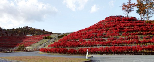 一面のドウダンツツジ