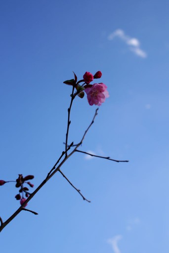 山茶花だったかな