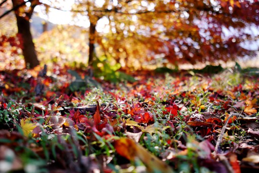 長野の紅葉