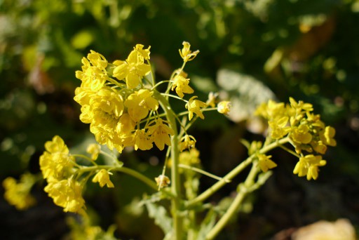 吾妻山の菜の花