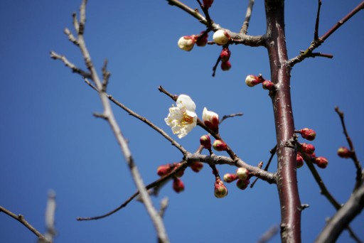 梅の花