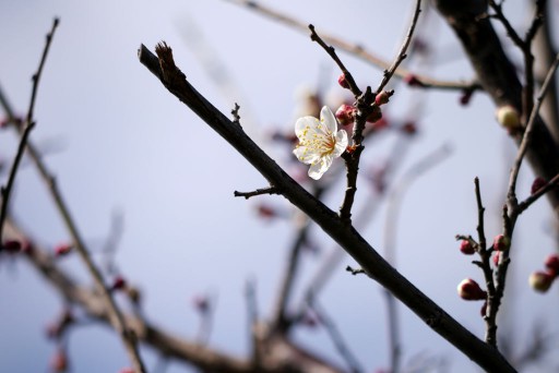 梅の花