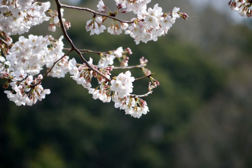 20130330_03