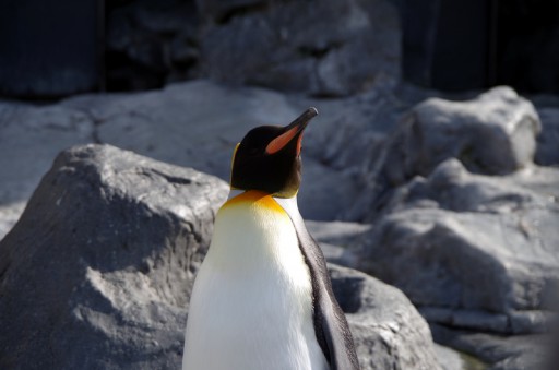 旭山動物園 - キングペンギン