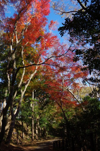 大磯城山公園の紅葉