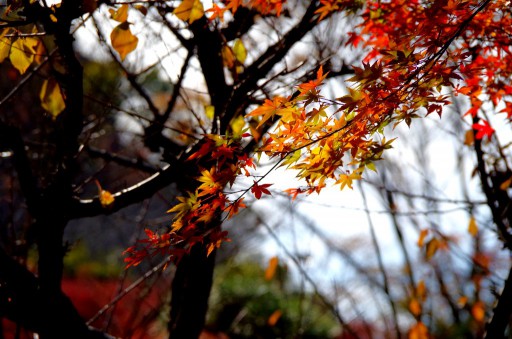 大磯城山公園の紅葉