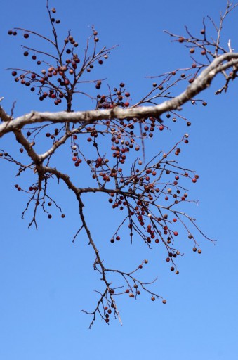 吾妻山公園の榎の木の実