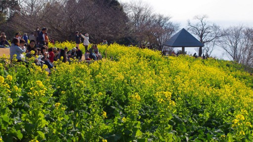 吾妻山公園の菜の花