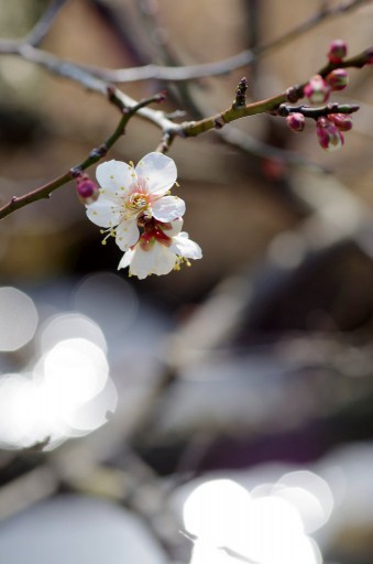 小田原フラワーガーデン TAMRON 90mm MACRO Model272E