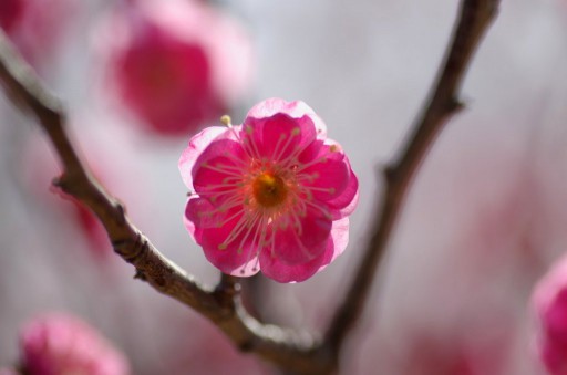 小田原フラワーガーデン TAMRON 90mm MACRO Model272E