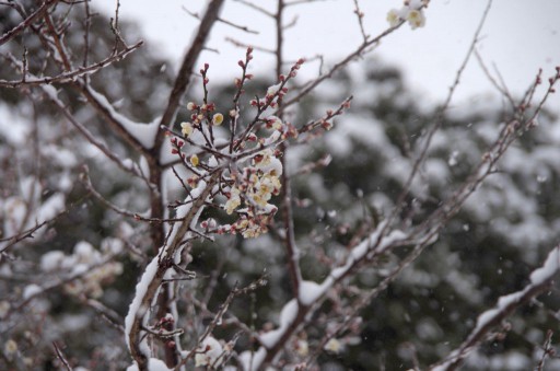 20140208_雪化粧した梅の木