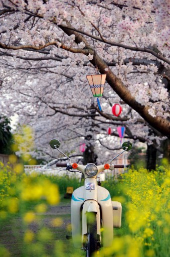 リトルカブでお花見