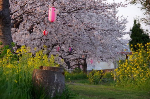 桜と菜の花