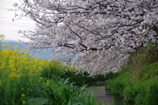 桜と菜の花