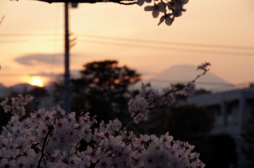 夕日と桜と富士山と