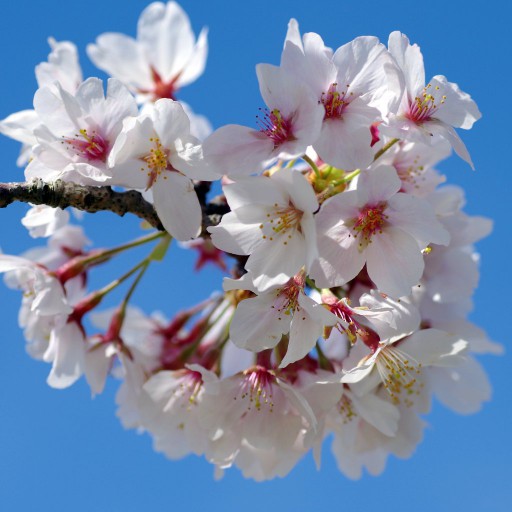 吾妻山公園の桜