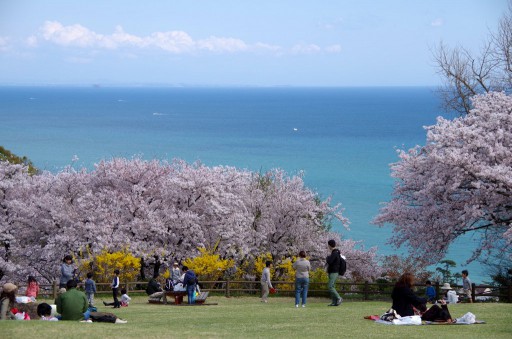 吾妻山公園-海と桜