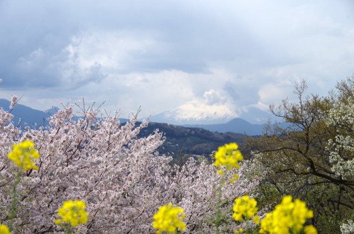 吾妻山公園-菜の花/桜/富士山