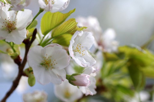 吾妻山公園の大島桜