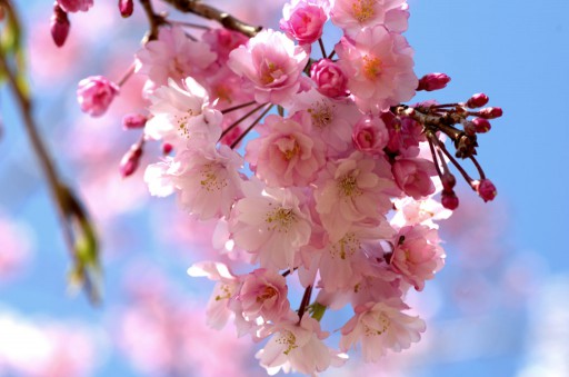 吾妻山公園の八重桜