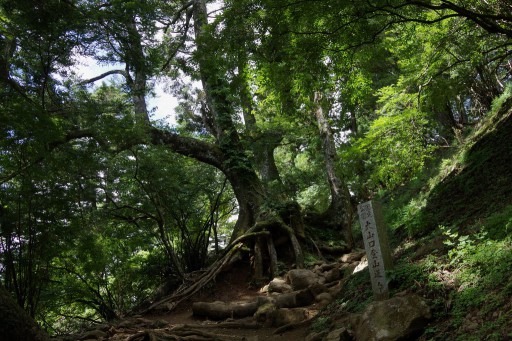 大山登山道九丁目