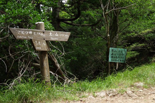 大山登山道