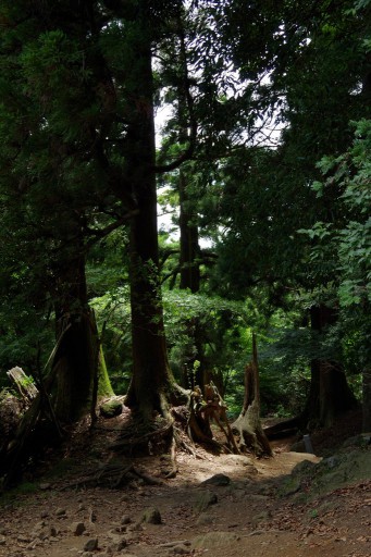 大山登山道