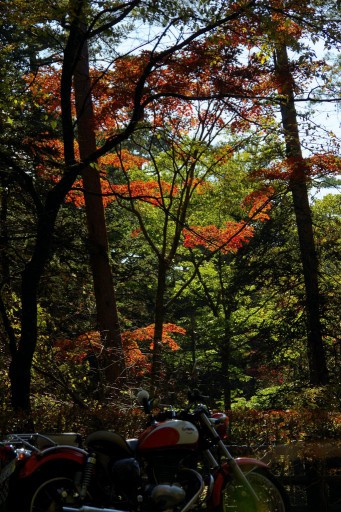 花の都公園近くの紅葉