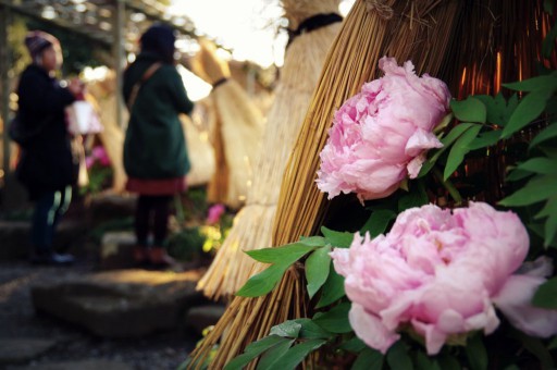 鶴ヶ岡八幡宮 神苑ぼたん庭園