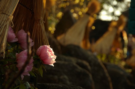 鶴ヶ岡八幡宮 神苑ぼたん庭園