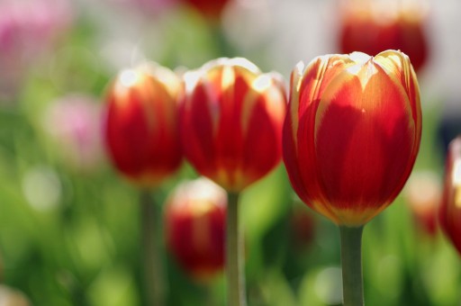 花菜ガーデンのウィンターチューリップ