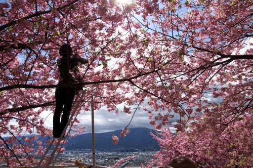 松田山ハーブガーデン-まつだ桜まつり