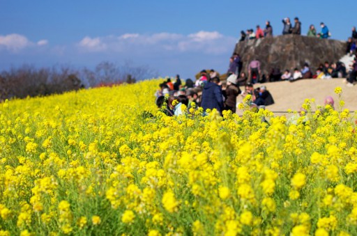 二宮町 菜の花ウォッチング