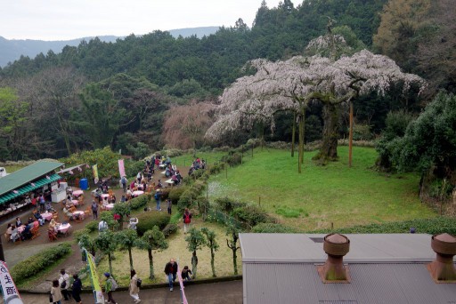 長興山のしだれ桜