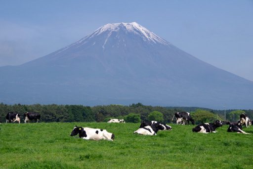 富士山バックに放牧中